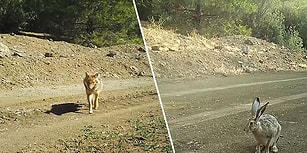 Burdur'da Yolun Kenarına Kurulan Fotokapanla Kaydedilen Yaban Hayatı, 7 Dakikalık Görsel Şölen Sunuyor!