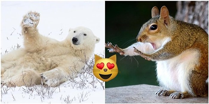 Habersiz Çekim Furyasına Hayvanlar da Dahil Oldu! İşte Komik Vahşi Yaşam Fotoğrafları Ödüllerinin Finalistleri