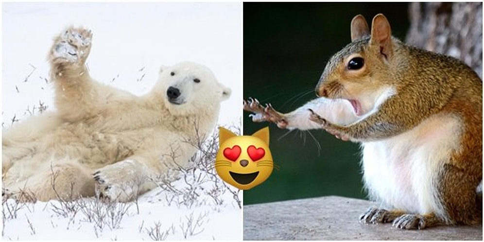 Habersiz Çekim Furyasına Hayvanlar da Dahil Oldu! İşte Komik Vahşi Yaşam Fotoğrafları Ödüllerinin Finalistleri