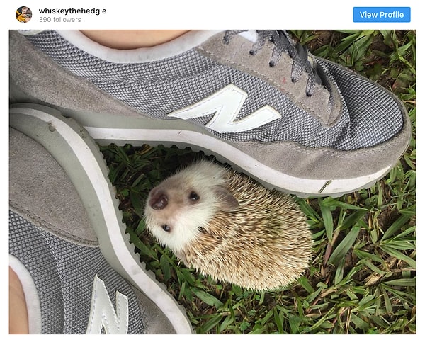 21. Верный друг, всегда следующий за своим человеком!