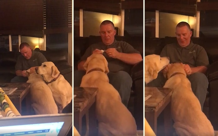 İhtiyacı Olmamasına Rağmen Arkadaşından Görüp İnsan Dostundan Kulak Damlası Damlatması İçin Sıra Bekleyen Köpek