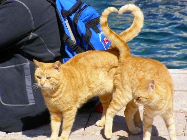 21. Кошки точно знают, что такое любовь