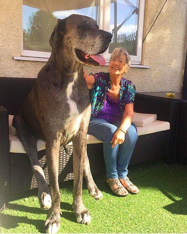 8. Bu Guinnes Dünya Rekoru sahibi, dünyanın en uzun köpeği Freddy!