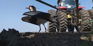 Yumurtalarını Koruyan Kuşa Zarar Gelmemesi İçin Çabalayan Çiftçiden İçinizi Isıtacak Hareket!