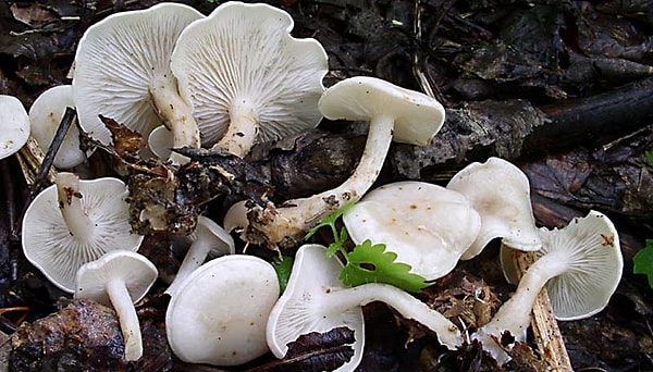 10. Выглядят странно, но, может, стоит рискнуть?