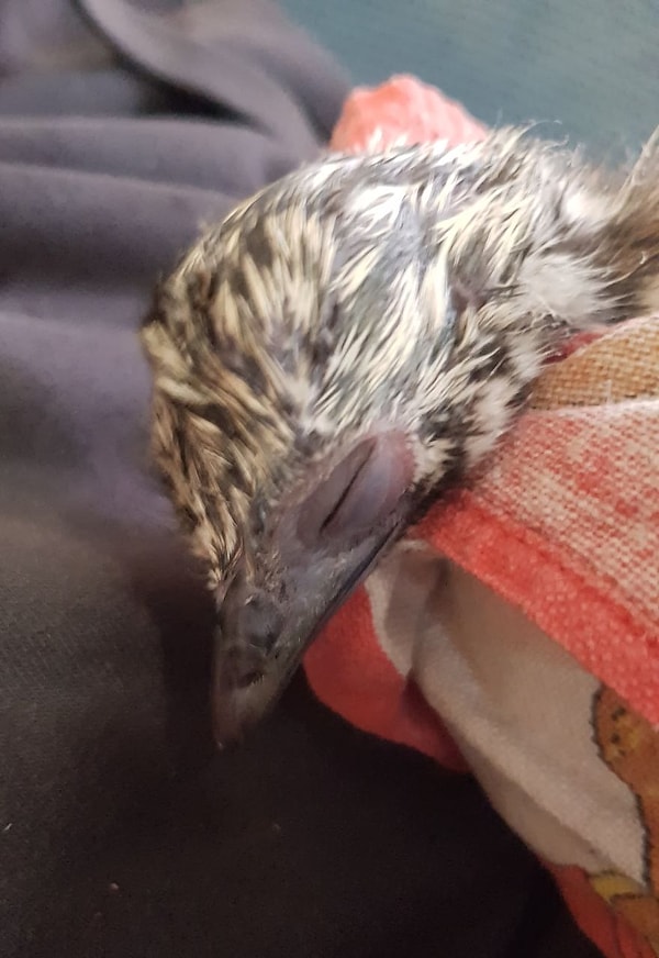 В итоге только из одного страусиного яйца, которое, к слову сказать, в 14 раз тяжелее куриного, появляется птенец.