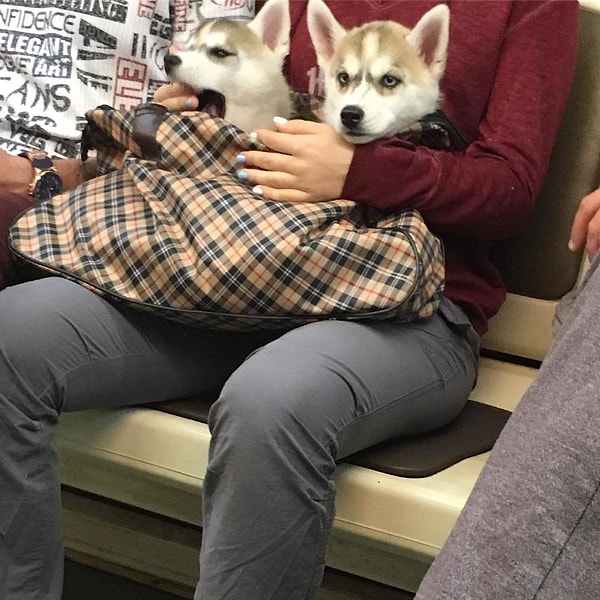 8. Так ведь и свою остановку можно проглядеть...