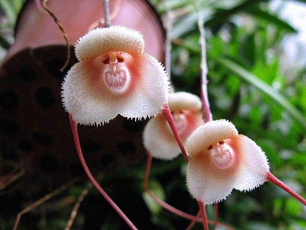 19. Adeta bir maymunun suratına benzeyen bir orkide çeşidi var.