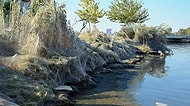 Yunanistan'da Bir Kasabanın Sahil Şeridini Saran Dev Örümcek Ağı!