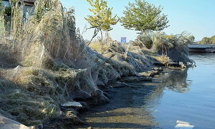 Yunanistan'da Bir Kasabanın Sahil Şeridini Saran Dev Örümcek Ağı!