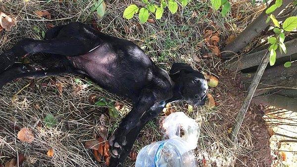 Yaşayan 1 yavru köpek ise tedavisi için Bolu'ya getirildi. Bolu Veteriner Tıp Merkezi'nde tedavisi süren köpeğin vücudunda 10 adet saçma bulundu.