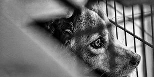 Bolu'da Vahşet: Üç Yavru Köpeği Ağaca Asıp Tüfekle Ateş Ettiler!