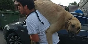 İyi İnsanlar Hala Var! Sokak Köpeğini Tedavisi İçin Sırtında Taşıyarak Veterinere Götüren Adam Gibi Adam!
