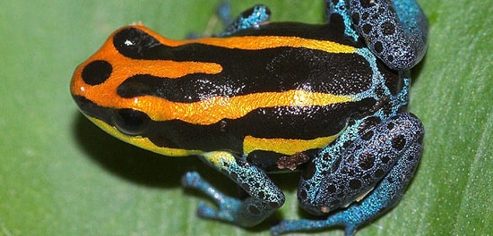 Тест: Не каждый знает, какое животное является ядовитым, а какое - нет. Что насчет вас?