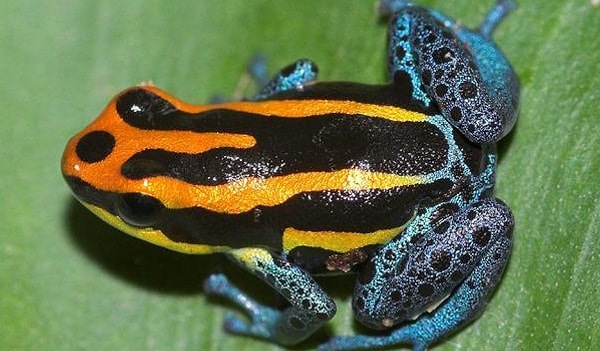 1. Итак, начнем с животного на превью. Ядовита ли эта лягушка?