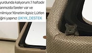 Bir Öğrencinin Şikayeti Sonrası Verdiği Pozla Meşhur Olan KYK Yurdu Faresi