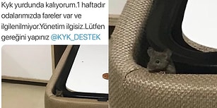 Bir Öğrencinin Şikayeti Sonrası Verdiği Pozla Meşhur Olan KYK Yurdu Faresi