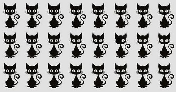 5. Видите, какая кошка отличается от всех остальных?