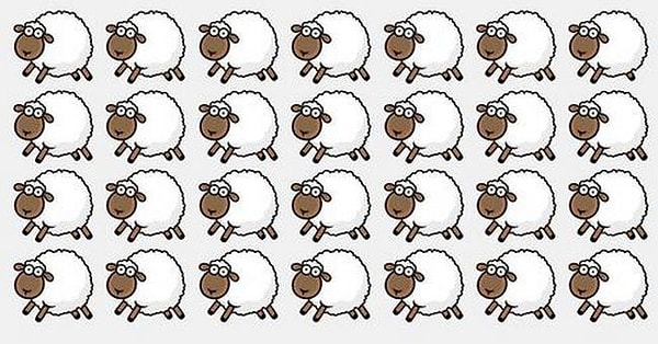 8. На этот раз решила выделиться одна из овечек. Нашли?