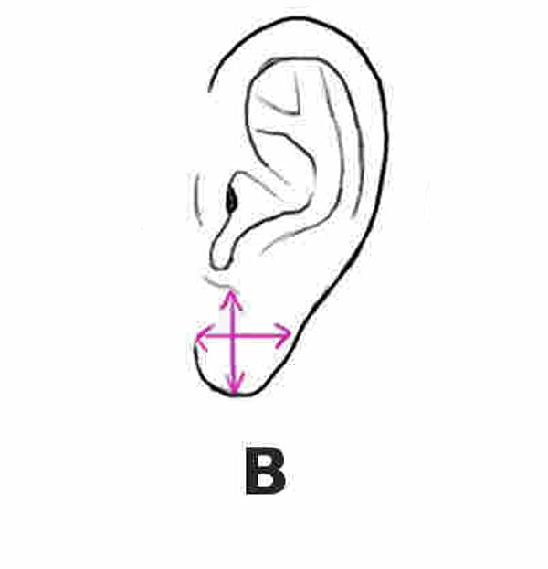 2. Мочки ушей слегка вытянутые и узкие: