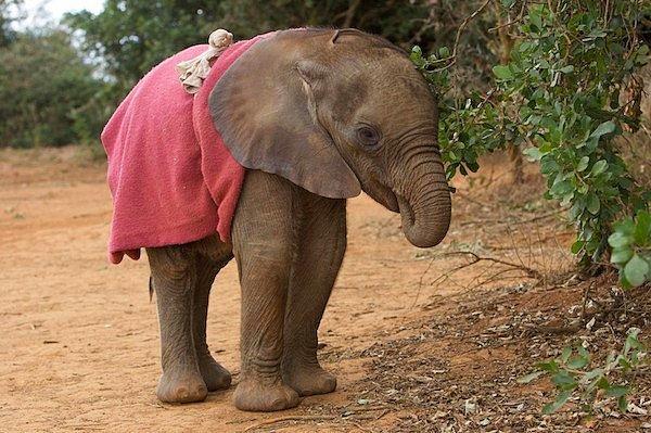 Şu fil yavrusuna bakın! Ne kadar tatlı, değil mi?