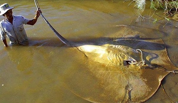 16. Эти пресноводные скаты действительно огромны!