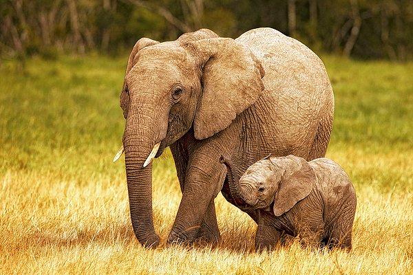 Fildişi ticaretinin 1989 yılından beri yasak olmasına rağmen, Avrupa'da yaşayan fil sayısının gün geçtikçe düşmesi göz ardı edilecek gibi değil.