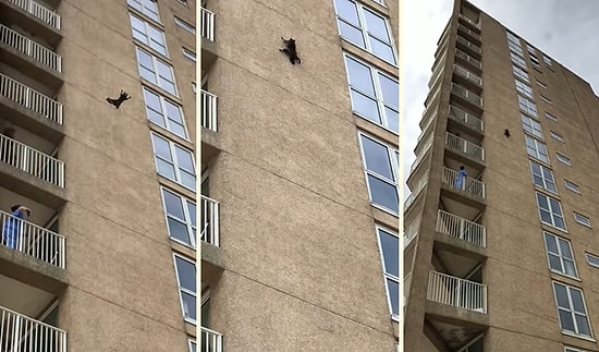 Tırmandığı Binanın 9. Katından Ölüm Dalışı Yapan Rakunun Korku Dolu Anları