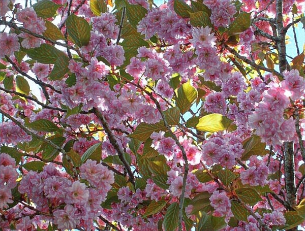 3. Символом какой страны является цветок мелкопильчатой вишни?