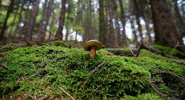 4. Два отца и два сына пошли в лес на охоту. Каждый из них поймал по зайцу, но принесли они домой только 3 зайца, при этом не потеряв ни одного зайца по пути. Как такое может быть?