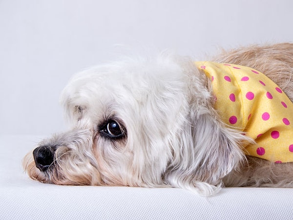 Ваш верный друг не блещет умом