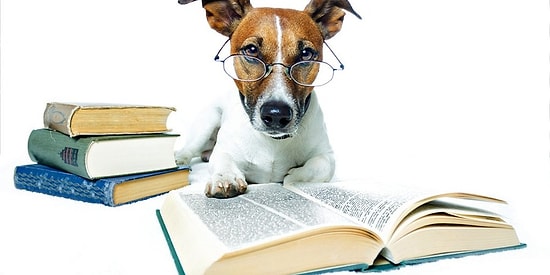 Тест: Умнее ли ваш домашний питомец, чем вы привыкли считать?