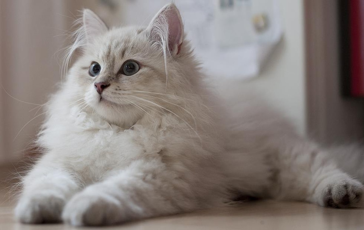 Gato siberiano blanco