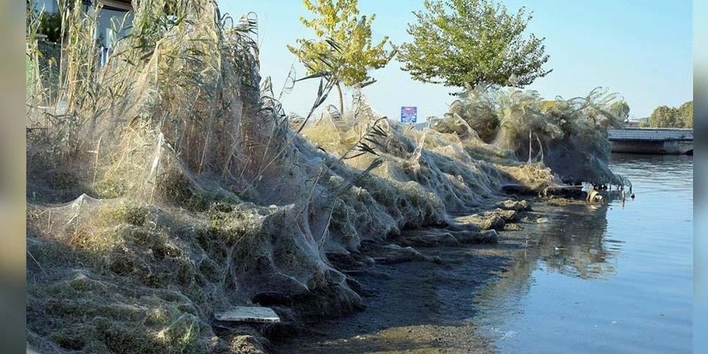 Кто это сделал? Гигантская паутина на побережье Греции