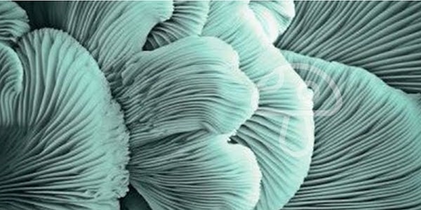 2. Видите его тут?