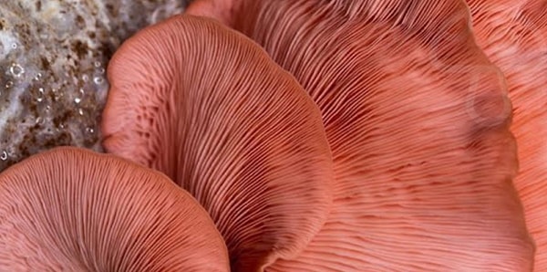 5. Продолжаем, есть что-то тут?