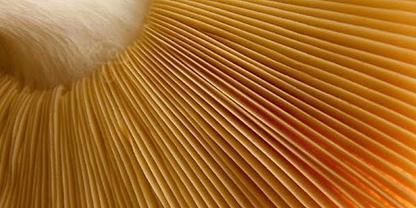 10. И, наконец, удалось ли вам обнаружить спрятанный гриб тут?