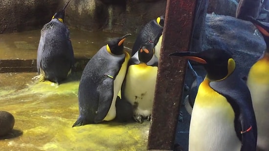 Terk Edilmiş Yavruyu Sahiplenen Eşcinsel Penguenler