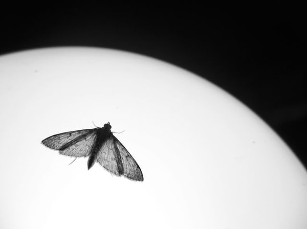 3. Почему мотыльков привлекает свет от лампы?