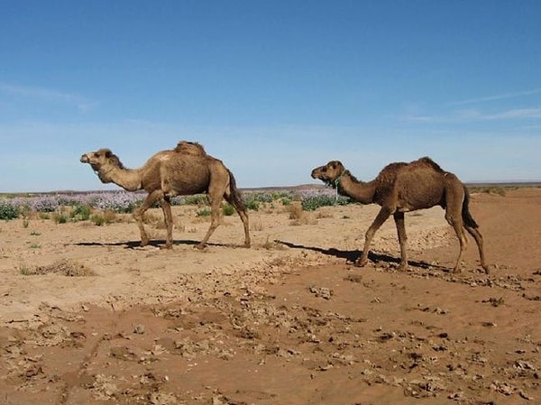 6. Develer hakkındaki bir diğer yanılgı ise onların Afrika ve Arap çölleri kökenli olduklarının sanılmasıdır.