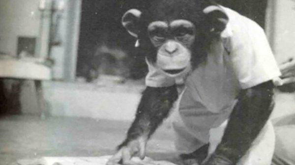 5. Geçmişte Lucy adındaki bir şempanze bir insandan farksız olarak yetiştirilmişti.