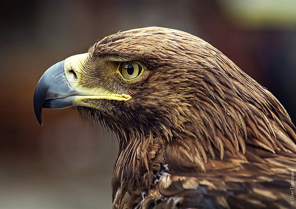 В отношениях вы орел!