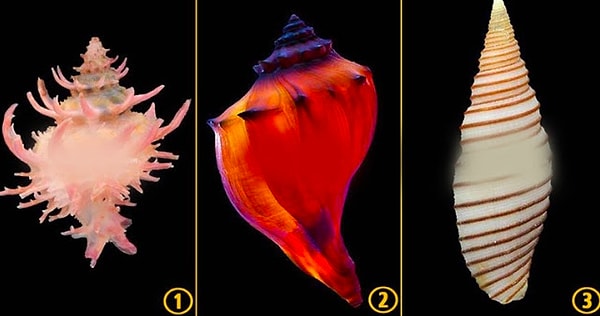 Итак, выберите ракушку...