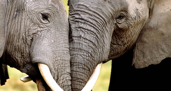 Исследовательская группа определила 38 поставок слоновой кости, из которых 11 были связаны между собой.