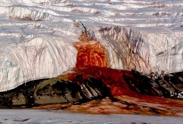13. Antartika'da "Kan Şelalesi" adında bir buzul vardır ve düzenli olarak kırmızı bir sıvı boşaltarak buzun kanıyormuş gibi görünmesine neden olur.
