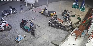 Yakınlık Kurmak İstediği Attan Çifte Yiyen Ufaklık
