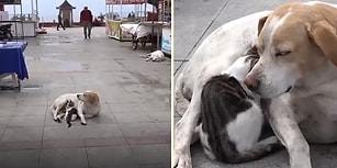 Minnoş Kediye Annelik Yapıp Emziren Sokak Köpeği