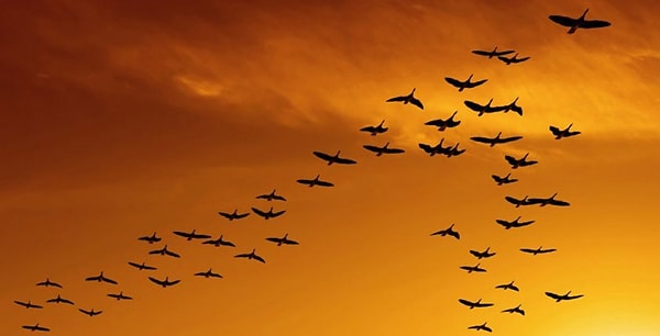 5. Какова основная причина того, что птицы осенью улетают на юг?