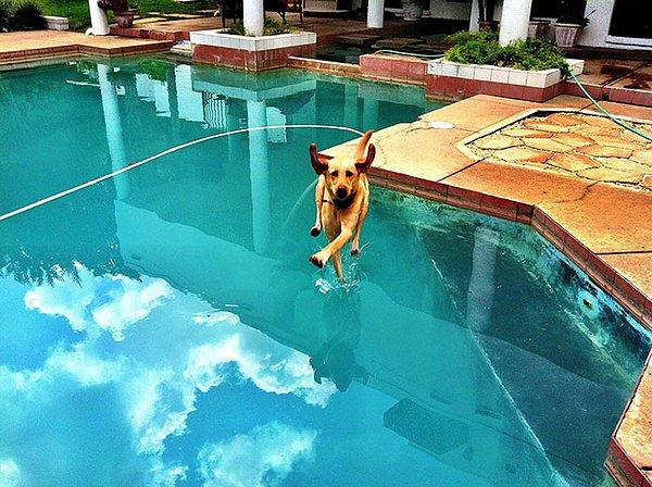 17. "Köpeğimin su üzerinde yürüdüğü sıradan bir gün işte."