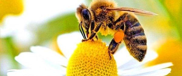 4. Almanya'da, doğal koruma altında olan arıları öldürenler 65.000 euroya kadar ceza alabiliyor.